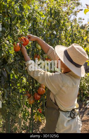 Contadino in un cappello di paglia che raccoglie pomodori maturi da una vite in un giardino all'aperto Foto Stock