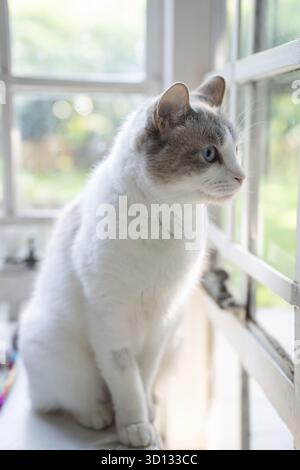 Gatto di casa davanti a una finestra Foto Stock