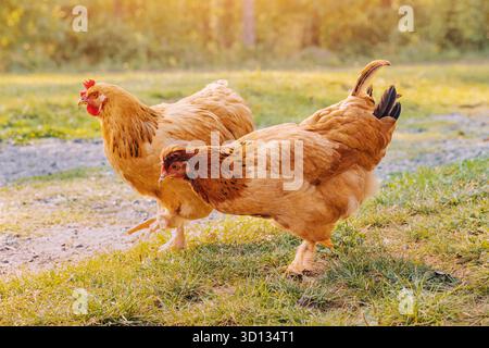 Polli che affettano il cibo su erba e ghiaia in un'azienda agricola, con più pollame sullo sfondo Foto Stock