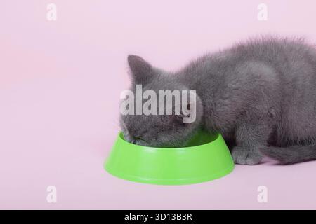 Il gatto mangia da una ciotola. Un animale domestico. La ciotola verde. Gatto inglese grigio. Alimentazione dell'animale. pubblicità di feed Foto Stock