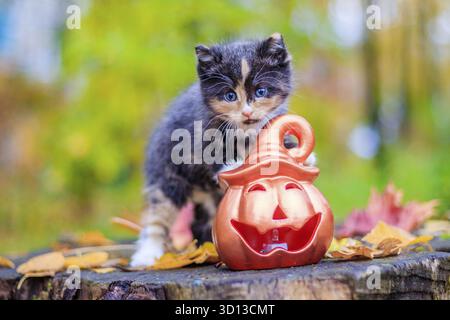 Un piccolo gattino sul percorso con le foglie. gattino in una passeggiata in autunno. animale domestico. cat. tricolore Foto Stock