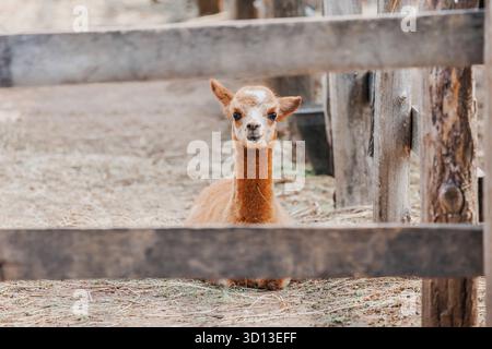 Giovani alpaca seduti sul fieno in un recinto di fattoria, osservando con curiosità. Bel ritratto di animali domestici Foto Stock