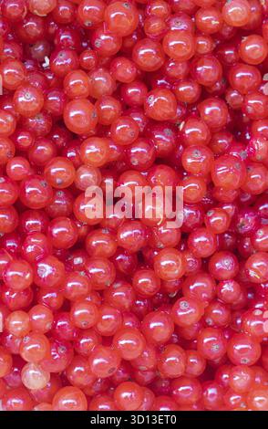 Ribes rosso di frutti di bosco. Bacche da giardino acide. Frutti di bosco rossi. Cibo sano Foto Stock