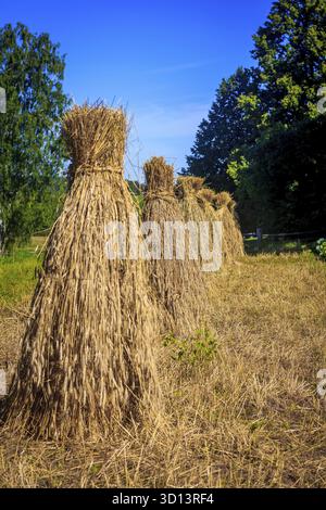 Haystacks sul campo come ai vecchi tempi. Raccolta di erba secca. Alimentazione del bestiame Foto Stock