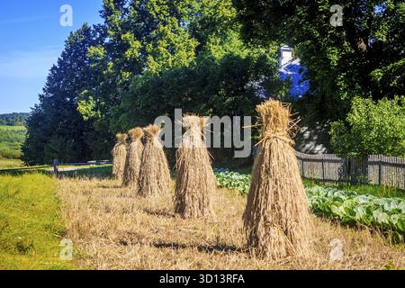 Haystacks sul campo come ai vecchi tempi. Raccolta di erba secca. Alimentazione del bestiame Foto Stock
