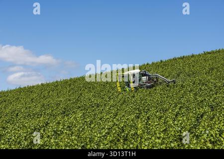 Epernay, Francia - 12 giugno 2017: Irrorazione di viti in un vigneto vicino al villaggio di Champagne Epernay Champagne District, Francia Foto Stock