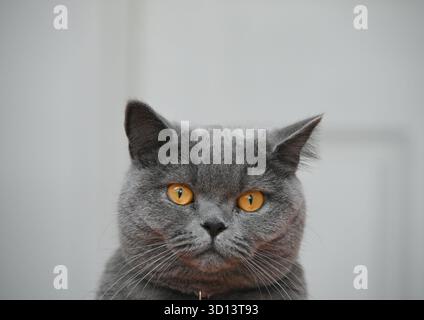 Primo piano sulla faccia blu britannica su sfondo chiaro. Foto Stock