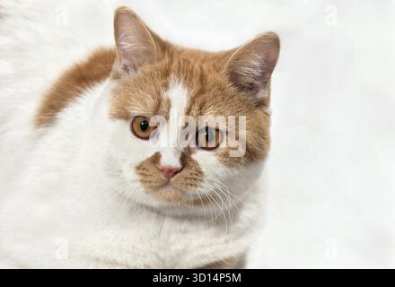 Ritratto di un bellissimo gatto dai capelli rossi con macchie bianche Foto Stock