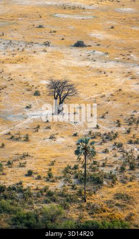 Paesaggio di savana con baobab (Adansonia digitata) e palme, vista aerea, Delta dell'Okavango, Botswana Foto Stock