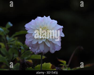 Rosa e Bianco dahlia Foto Stock