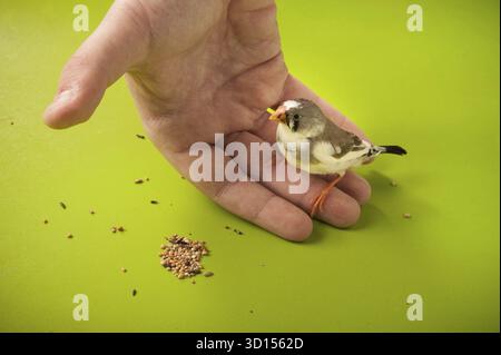 Mano la zebra di uccello a portata di mano vicino al mangime sparso Foto Stock