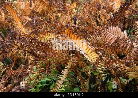 Fogliame autunnale marrone e russet di felce scudiero di rame, Dryopteris erythrosora che cresce nel giardino del Regno Unito settembre Foto Stock