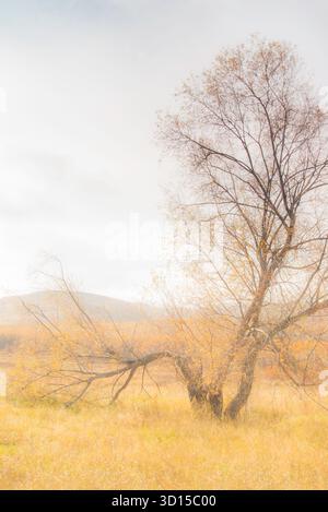 Un'atmosfera da sogno del paesaggio autunnale all'aperto che cattura una montagna e un bosco allegri e speranzosi della madre natura. Foto Stock