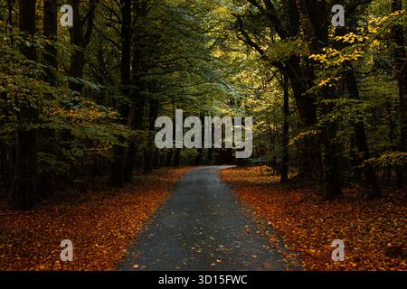 Tranquillo sentiero forestale coperto di foglie autunnali in una giornata ricoperta di foglie a Emo Park, Irlanda Foto Stock