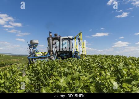 Oger, Francia - 12 giugno 2017: Trattore che taglia le viti in un vigneto vicino al villaggio di Champagne Oger nel distretto di Champagne Cotes de Blancs, Francia Foto Stock