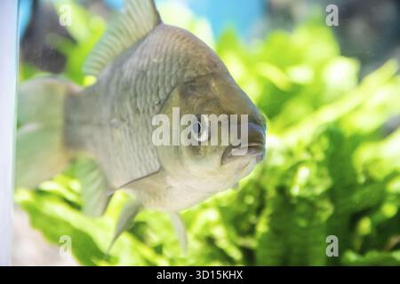 I pesci nuotano nell'acquario dell'acquario. Gli abitanti del mare. Pesce di mare. Pesce nell'acquario Foto Stock