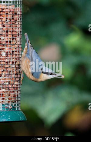 Nuthatch Sitta europaea, parti superiori blu grigie parti inferiori arancione buff scalpello come becco nero occhio strisce bianche guance corte Foto Stock