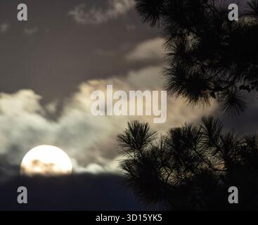 Pino in una notte tranquilla nel North Carolina, che viene sagomato da una luna piena che si innalza sopra le nuvole sullo sfondo. Foto Stock