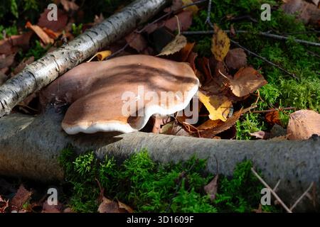 Funghi a staffa Piptoporus betulinus polipore di betulla, semicircolare proveniente dalla superficie superiore del legno morto, fondo marrone buffastro bianco con pori minuscoli Foto Stock