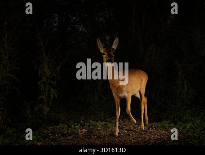 Un cervo capreolus capreolus che emerge dai boschi scuri alla luce, a Devon, Regno Unito Foto Stock