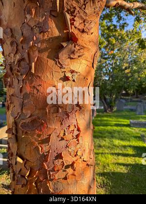 Hanwell Cemetery, Ealing, Londra Foto Stock