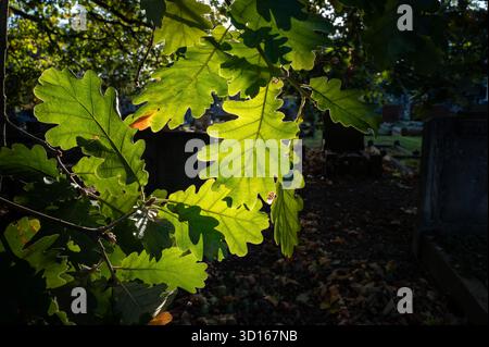Hanwell Cemetery, Ealing, Londra Foto Stock