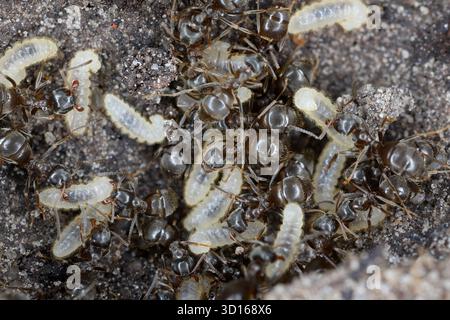 Formiche da giardino comuni (Lasius sp.) salvare le loro larve dopo aver scoperto il loro nido sotto una roccia. Foto Stock