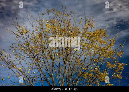 Noce nero dell'America orientale, Juglans nigra, albero con frutta nella contea di Mecosta, Michigan, Stati Uniti Foto Stock
