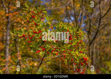 Winterberry, Ilex verticillata, con frutti di bosco a ottobre, Mecosta County, Michigan, USA Foto Stock
