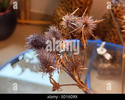 Fiori secchi di cardo sotto una luce calda su un tavolo di vetro. Texture naturale, natura morta botanica e composizione artistica con messa a fuoco morbida e toni terrosi. Foto Stock