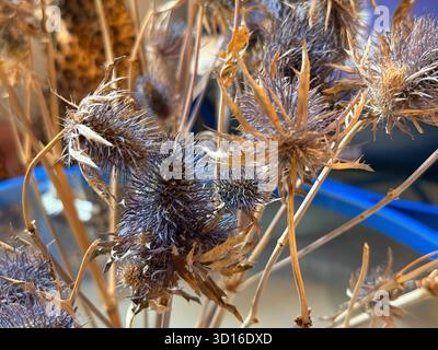 Fiori secchi di cardo sotto una luce calda su un tavolo di vetro. Texture naturale, natura morta botanica e composizione artistica con messa a fuoco morbida e toni terrosi. Foto Stock