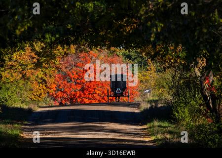 Carrozza Amish trainata da cavalli su strada di campagna attraverso il paese Amish nella contea di Mecosta, Michigan, Stati Uniti [Nessuna versione; solo licenza editoriale] Foto Stock