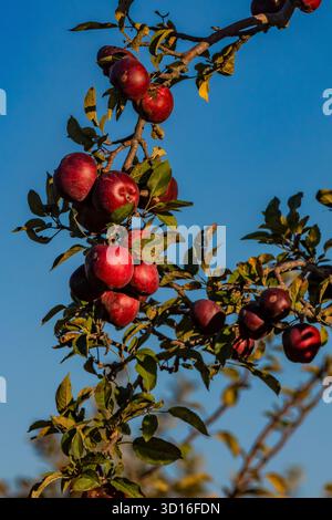 Contea di Mecosta, Michigan, Stati Uniti Foto Stock