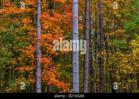Acero rosso, Acer rubrum, lascia brillanti i colori scarlatto e arancio, Mecosta County, Michigan, Stati Uniti Foto Stock