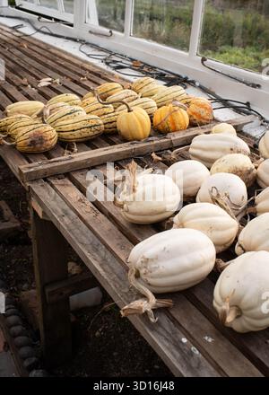 La zucca e la zucca vengono coltivate in serra presso gli Arlington Court Gardens nel North Devon, Inghilterra, nell'ottobre 2025 Foto Stock