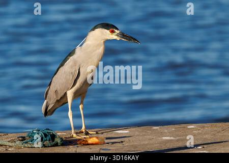 Night Heron, Nycticorax nycticora, in volo, Cananeia, Brasile Foto Stock