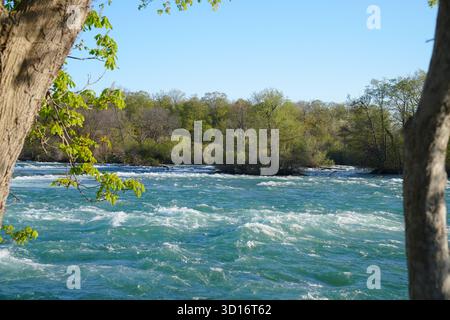 Incorniciate da tronchi d'albero, le acque turchesi del fiume Niagara scorrono rapidamente sotto il cielo limpido e la vegetazione della foresta circostante Foto Stock