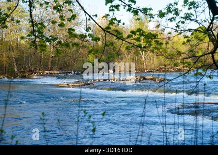 Un gruppo di gabbiani riposa sulle rocce del fiume e si addentra lungo il fiume Niagara, circondato da un fresco fogliame primaverile e dalla luce del sole. Foto Stock