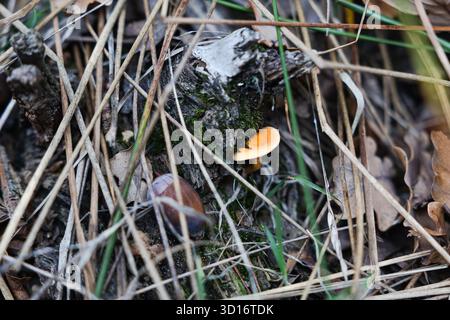 Un fungo arancione brillante cresce su un ceppo umido, circondato da erba secca, foglie cadute e una lumaca marrone nel sottobosco della foresta. Foto Stock