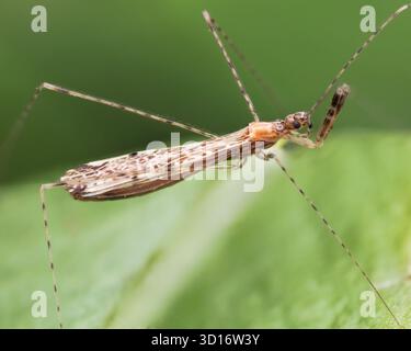 Empicoris vagabundus bug con gambe a filo strisciante sulla foglia. Tipperary, Irlanda Foto Stock
