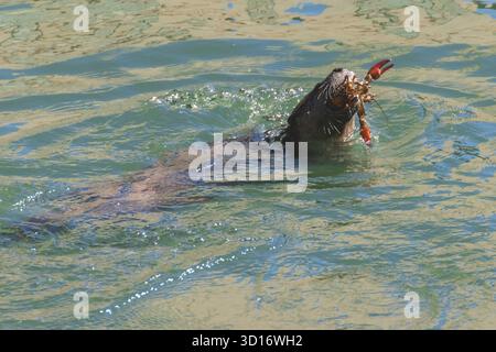 Lontra di fiume nordamericana (Lontra canadensis) mangiando un gambero nel fiume Pit, Shasta County, California. Foto Stock