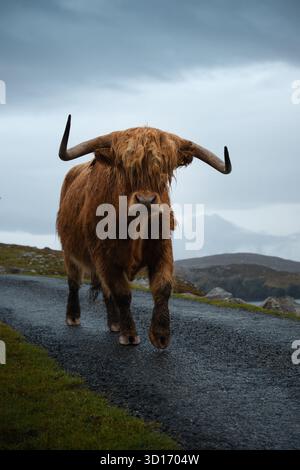Mucca delle Highland scozzesi che cammina lungo una strada rurale a binario singolo in una giornata di pioggia nelle Highlands scozzesi, con cieli molli e paesaggi aspri. Foto Stock