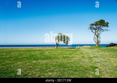 Due alberi sorgono su un'area erbosa vicino all'oceano sotto un cielo limpido e nuvoloso Foto Stock