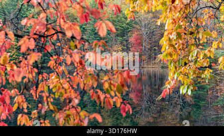 Mattina d'autunno sul lago Julia, DuPont State Recreational Forest - Cedar Mountain, North Carolina, Stati Uniti Foto Stock