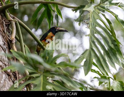 L'aracari con colletto o aracari con colletto, Pteroglossus torquatus, sul ramo Foto Stock