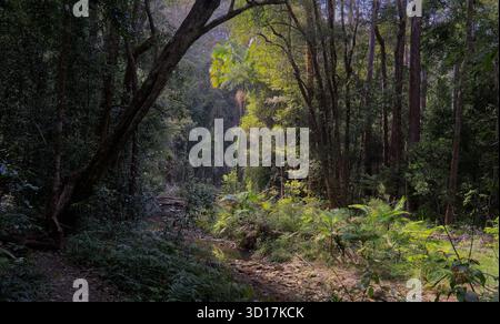 La luce del mattino presto si irrompe attraverso una tettoia della foresta pluviale che illumina plamme e felci con la foresta in parte ombreggiata su Repentance creek, cuffia notturna, New South Wales Foto Stock