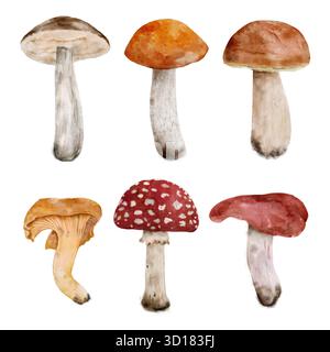 Esposizione variegata di funghi, esposizione di diversi funghi acquerelli come bolete e chanterelle disposti in piano per lo chef. serie di illustrazioni isolate disegnate a mano ad acquerello Foto Stock