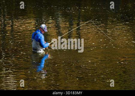 Pesca con la mosca Housatonic River   Cornovaglia, Connecticut, Stati Uniti Foto Stock