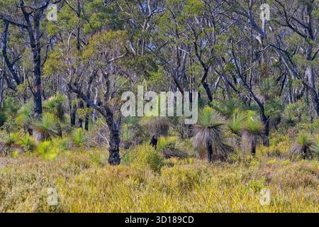 Foresta asciutta e aperta di alberi di eucalipto e alberi di erba Australe con erba di Lomandra al sole al Gibraltar Range National Park, NSW, Australia Foto Stock