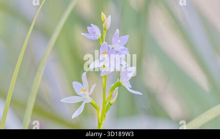 Profumati ammassi di fiori di malva blu (Thelymitra Fragrans) in condizioni di scarsa illuminazione al Gibraltar Range National Park, NSW, Australia Foto Stock